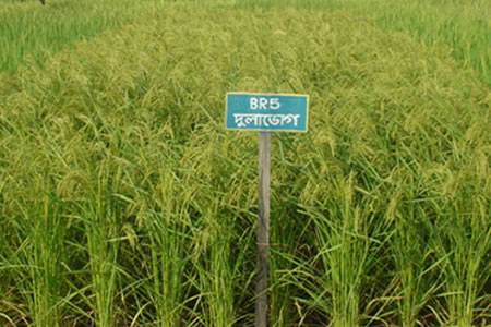 BR5: Aman rice variety