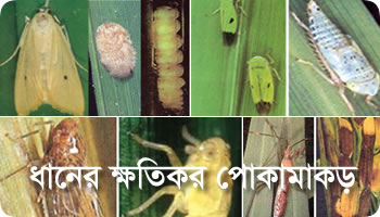 Rice insects