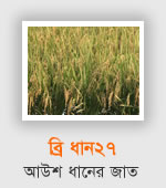 BRRI Dhan27