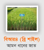 BR4 Aman rice