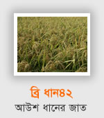 BRRI Dhan42