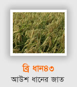 BRRI Dhan43