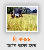 BRRI dhan44