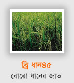 BRRI dhan45