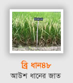 BRRI Dhan48