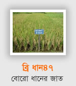 BRRI Dhan47