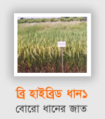 BRRI Hybrid Dhan1
