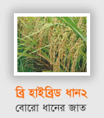 BRRI Hybrid Dhan2