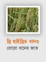BRRI Hybrid Dhan3