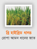 BRRI Hybrid Dhan4