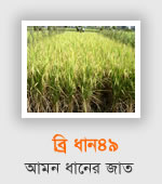 BRRI Dhan49
