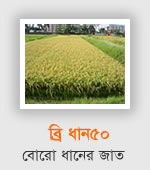 BRRI Dhan50