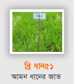 BRRI Dhan51