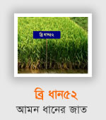 BRRI Dhan52