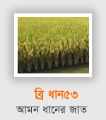 BRRI Dhan53