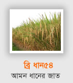 BRRI Dhan54