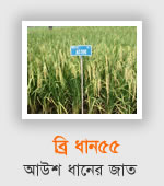 BRRI Dhan55
