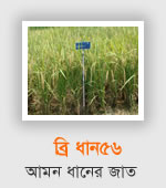 BRRI Dhan56