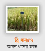 BRRI Dhan57