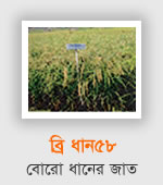BRRI Dhan58