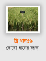 BRRI Dhan59: Aman rice variety