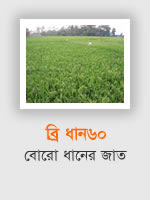 BRRI Dhan60: Boro rice variety