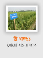 BRRI Dhan61: Boro rice variety