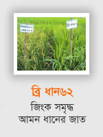 BRRI Dhan62: Aman rice variety