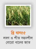 BRRI Dhan55