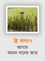 BRRI Dhan57: Aman rice variety