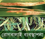 Rice diseases management