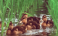 Integrated Rice-Duck Farming System