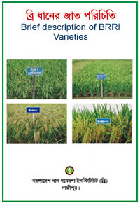 Introduction of BRRI Rice varieties