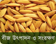 Quality seed production technology